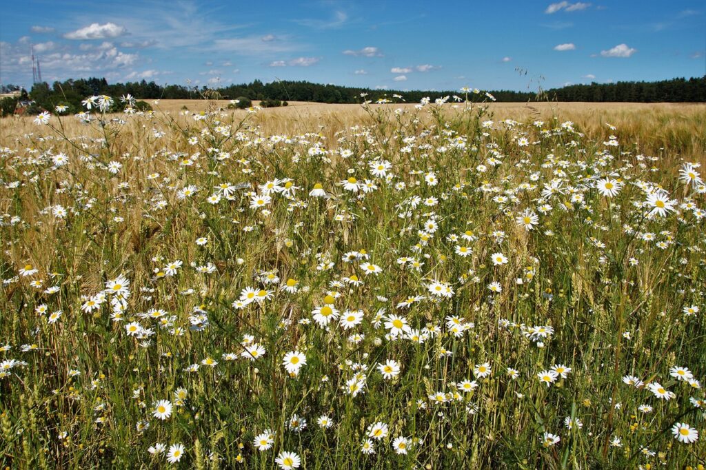 モテる話し方を使った恋愛会話のコツは？