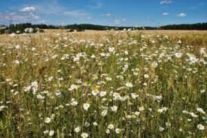 モテる話し方を使った恋愛会話のコツは？