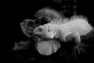 愛され体質を作り方と心理で解明する方法は？